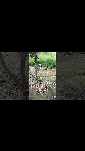 Wild Ducks in the paddock with the muscovy's