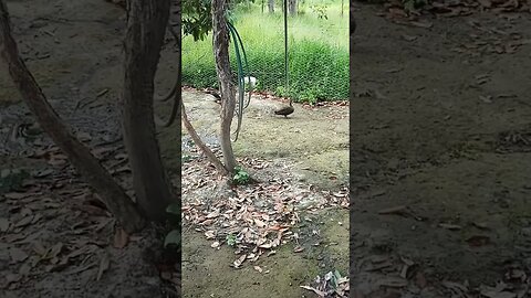 Wild Ducks in the paddock with the muscovy's