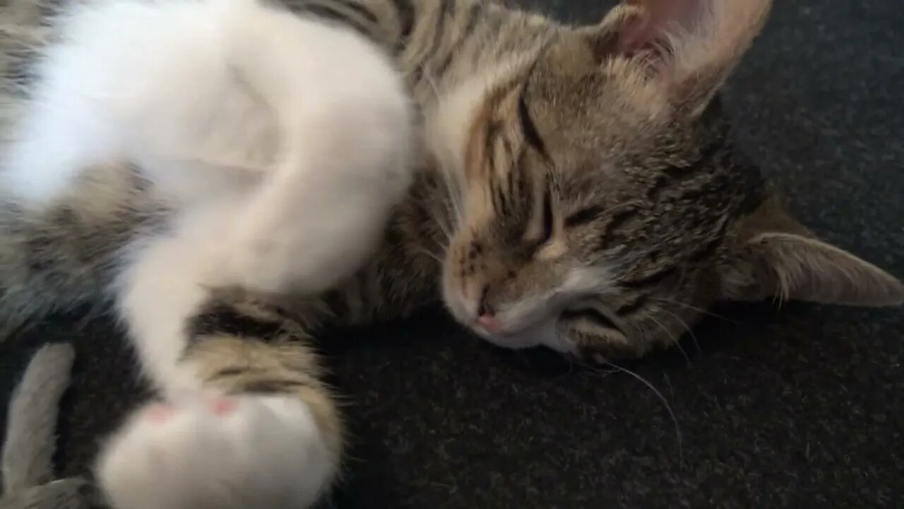 I Don't Like the Mouse