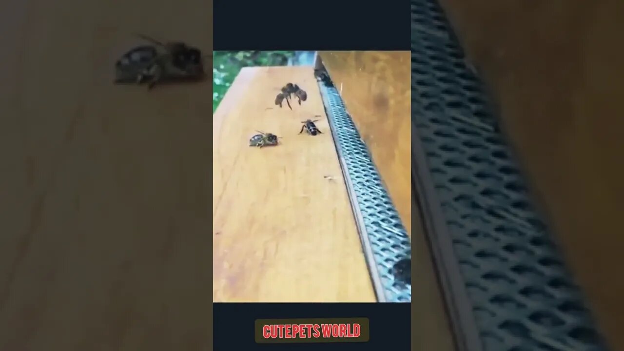 #shorts #funny #bees