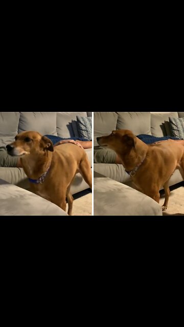 Needy pup needs his butt scratches no matter what