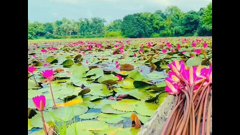 Natural beauty of water lily