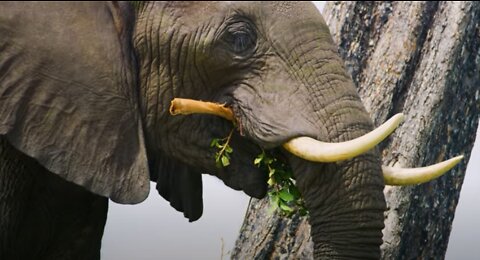 Elephant Feeding on Greens and Branches