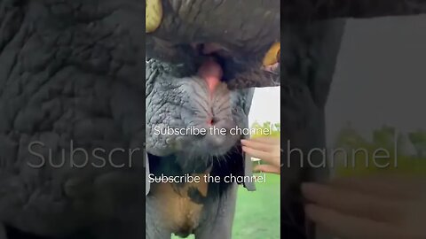Hathi mere sathi #entertainment