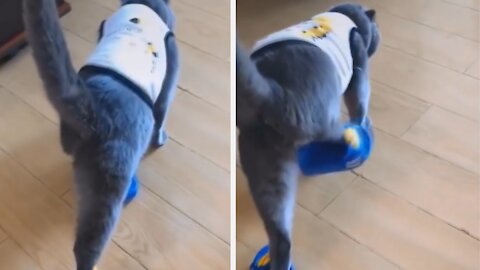 Cat walking with slipper