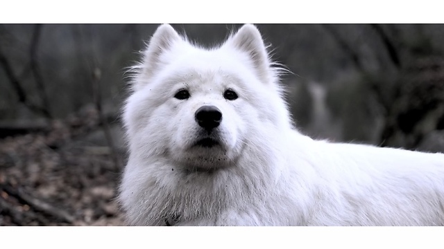 Be Wild - Stay Wild | Samoyed Adventure