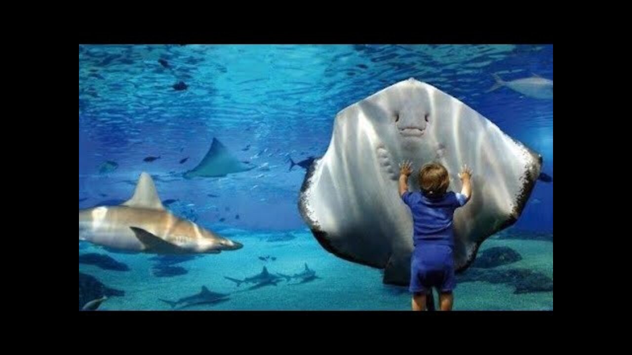 Animals Funny Videos 😺 || Animals Friendship With Man || Animals Joke