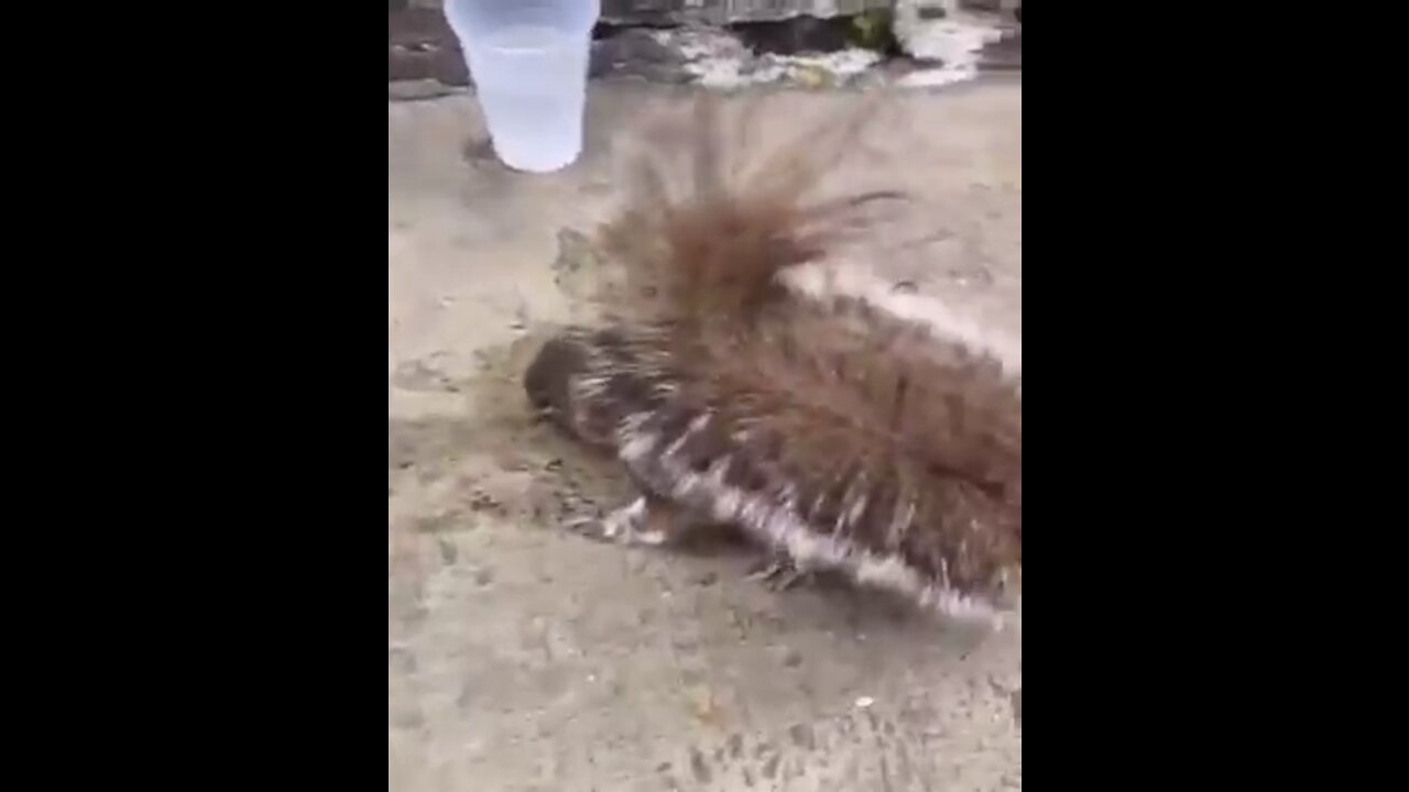 Only in NYC the Squirrel who’s from the block will drink Henny with the Crew.