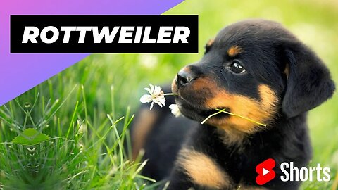 Rottweiler 🐶 One Of The Most Intelligent Dog Breeds In The World #shorts #rottweiler #dog