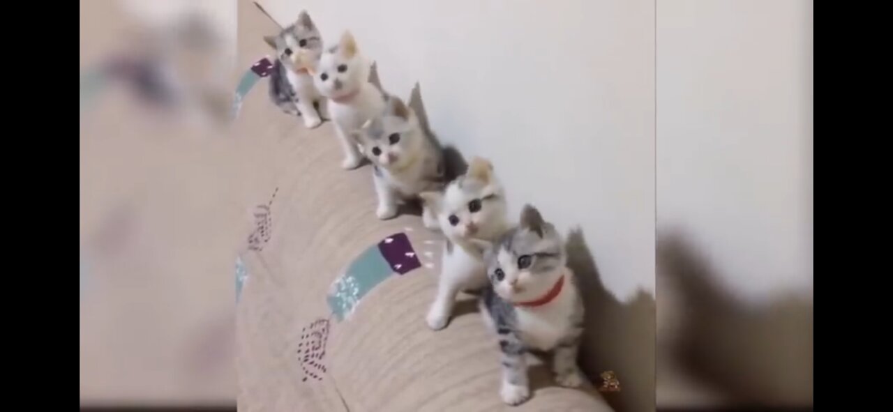 OMG so cute cats😍😍 best funny cat videos😻😻