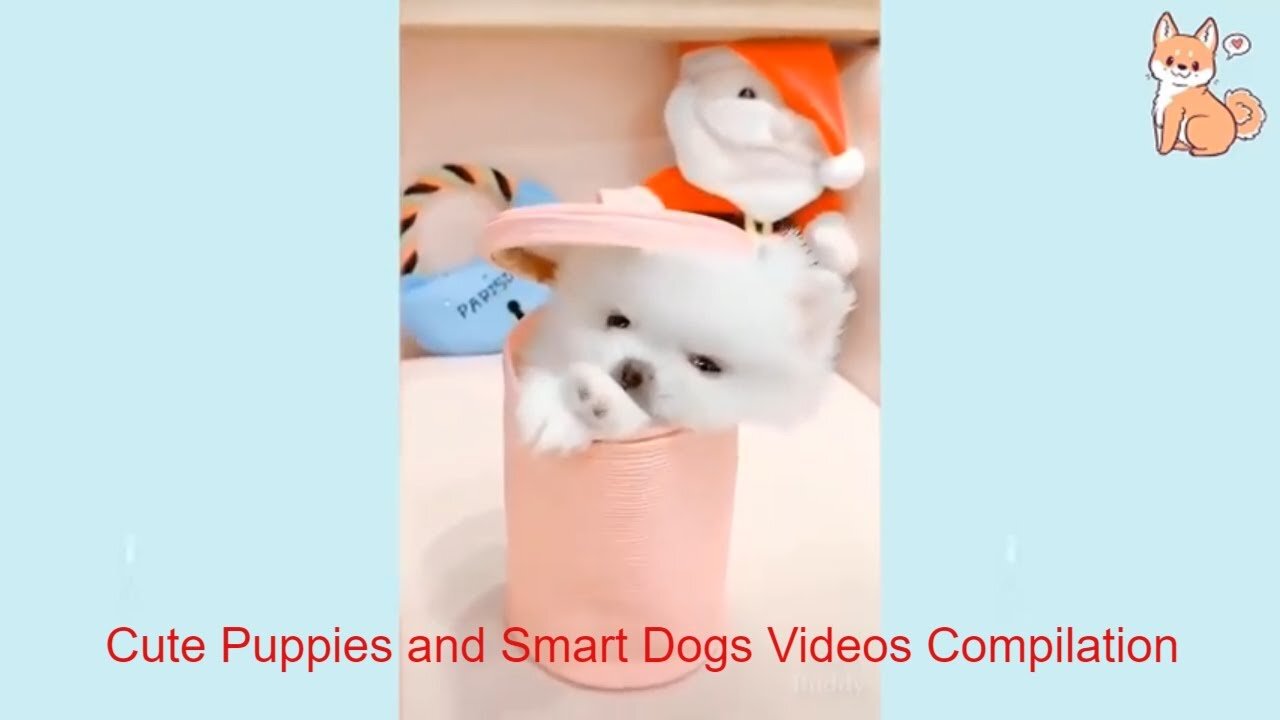 Cute Puppies and Smart Dogs Videos Compilation