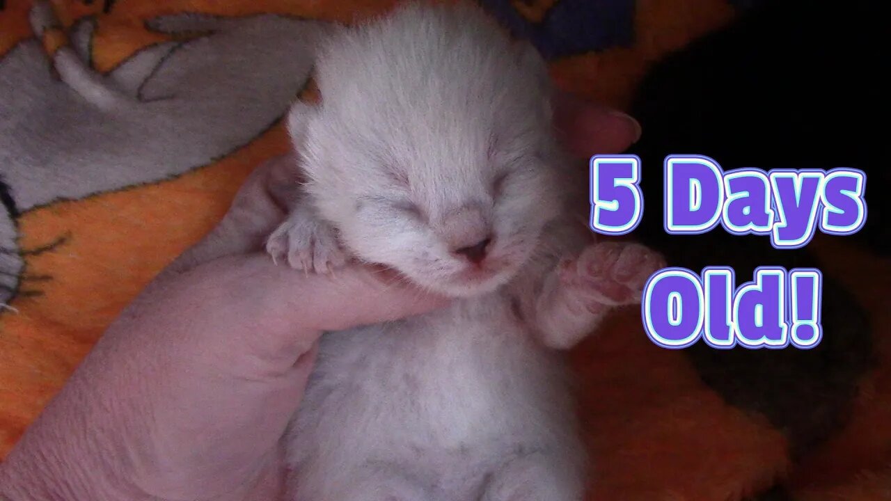 Misha's Kittens Are 5 Days Old! 😻
