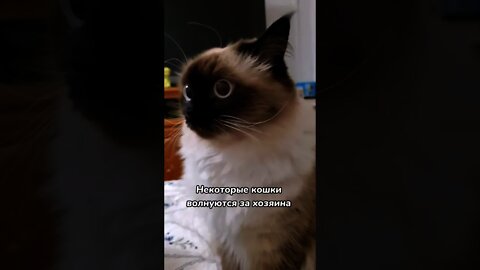 #shorts Смешные Коты Из Тик Тока 179 Funny Cats From Tiktok