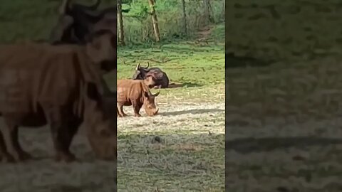 savannah rhino and buffalo #relaxing#lions #nature #travel#wildlife #viral #animals #love #cat#short