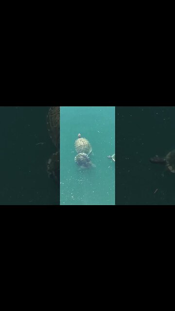 Turtle mob 🐢🐢🐢 chase away the ducks! 🦆🦆🦆 #shorts