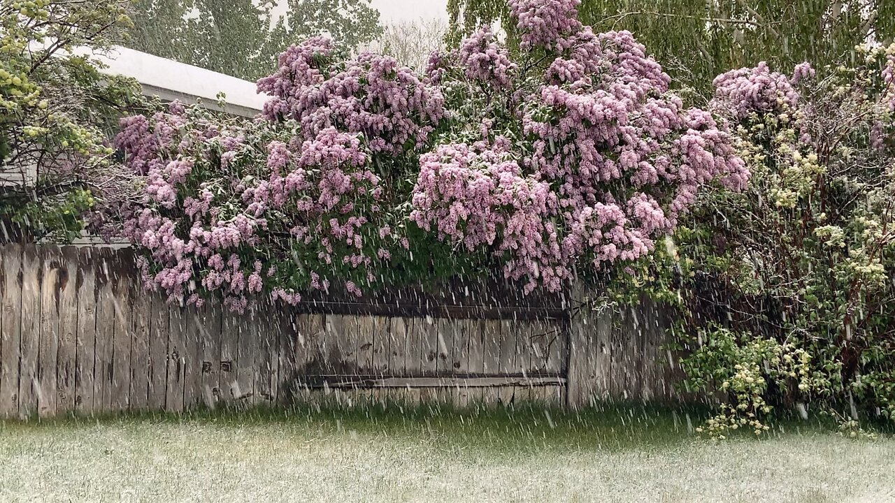 Snowing on the Lilacs