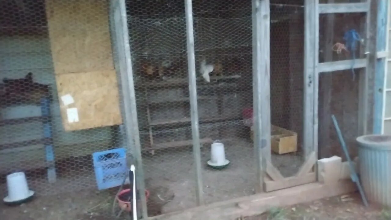 Prepping 2022, New laying boxes and stubborn chickens.