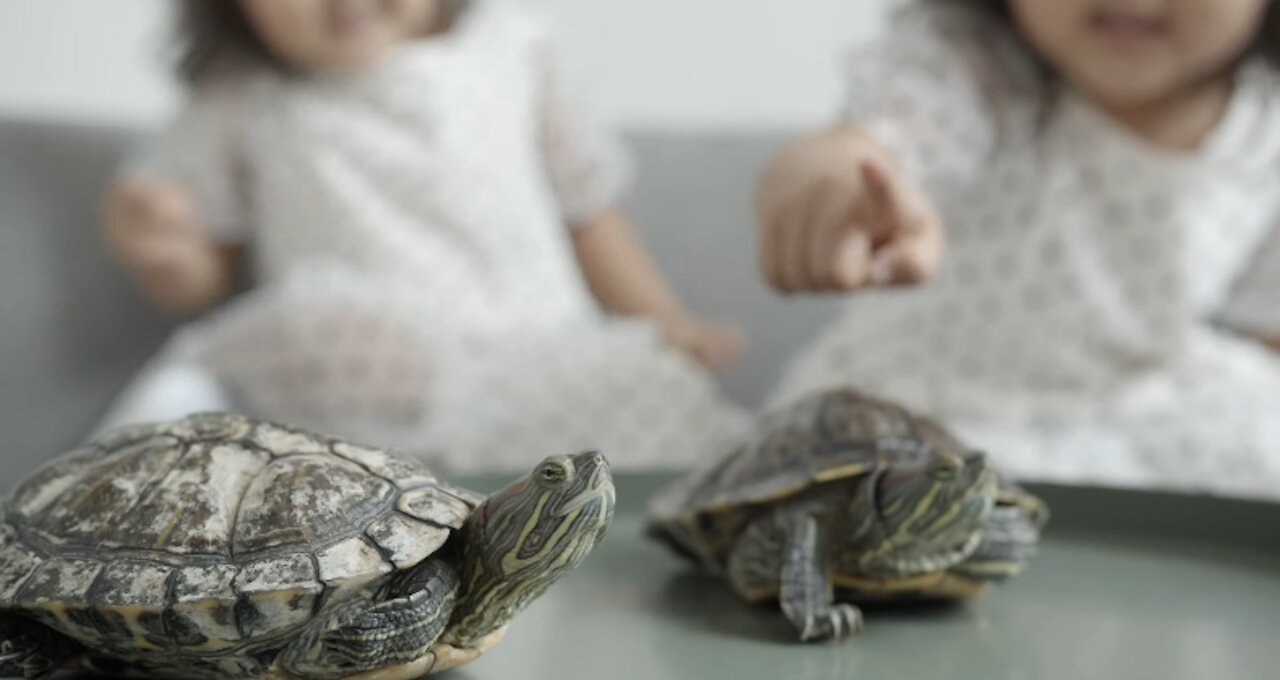 Two Cute Babies and Tortoise become friends.....funny tortoise