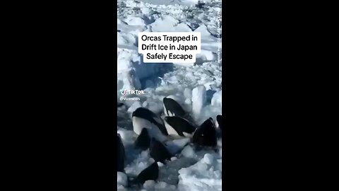 Orcas in Ice Drift Safely Escape