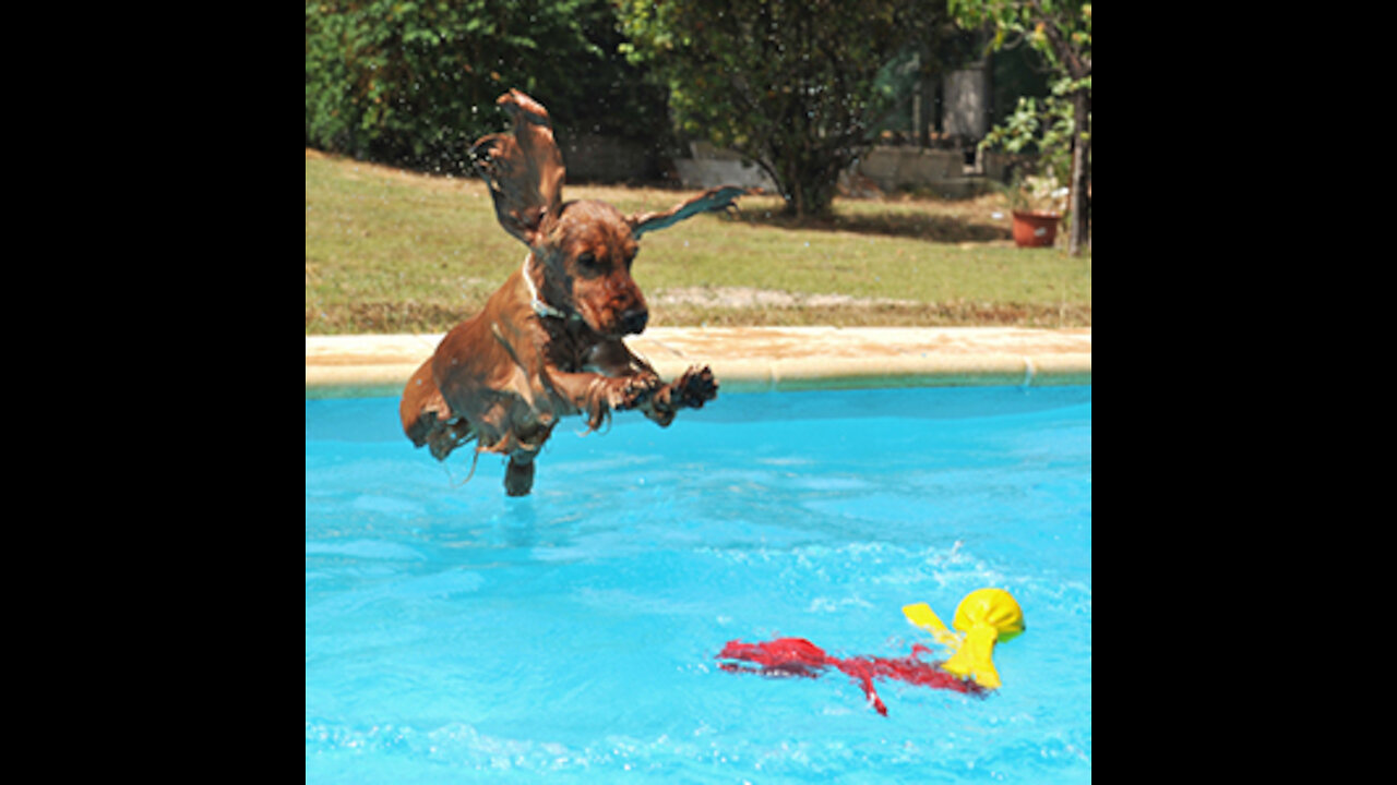 Teaching My Dogs How To Swim step by step!