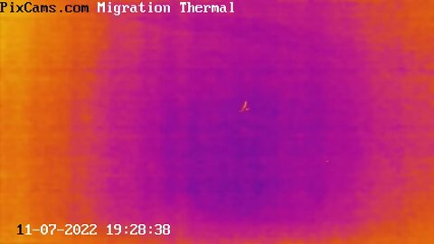 Two "V" nocturnal flocks migrating 11/7/2022 @ 19:28