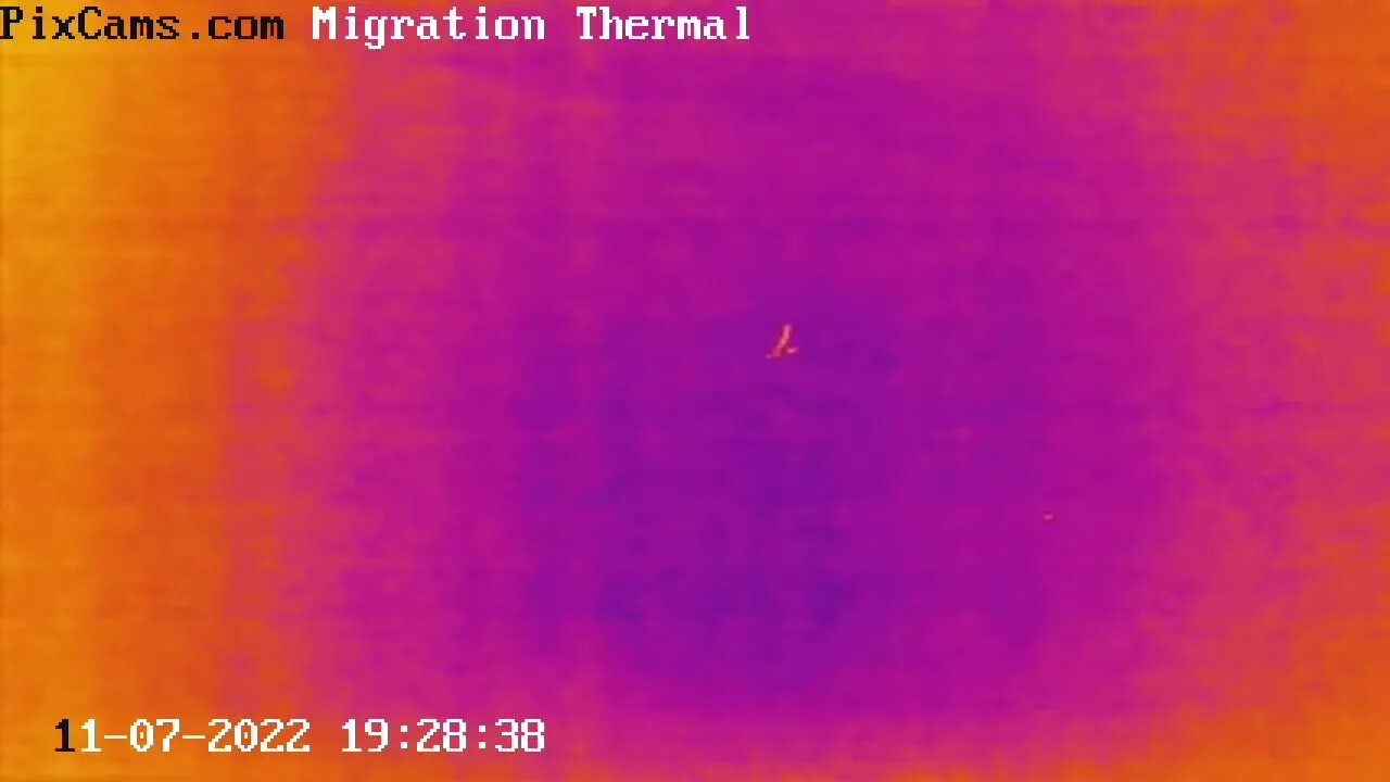 Two "V" nocturnal flocks migrating 11/7/2022 @ 19:28