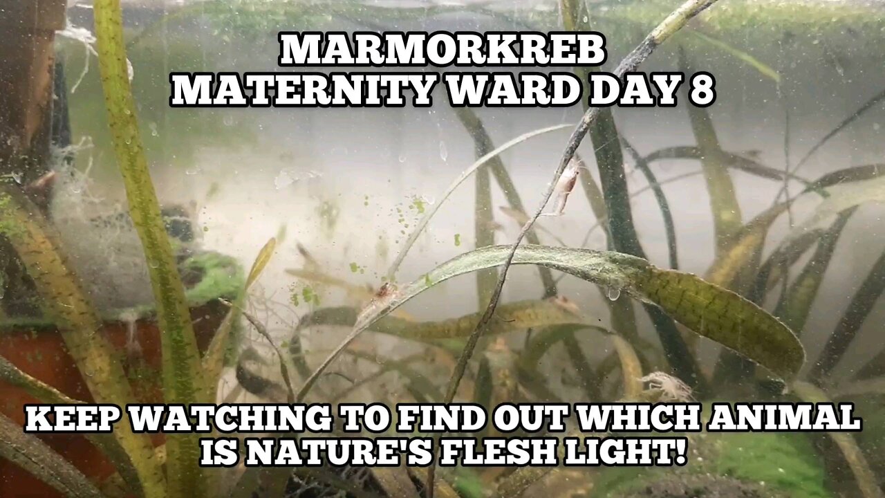 Nature's flesh light, marmorkreb Maternity Ward Day 8