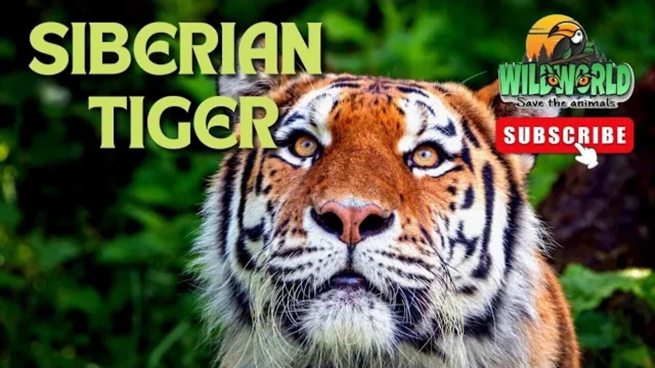 Siberian Tiger