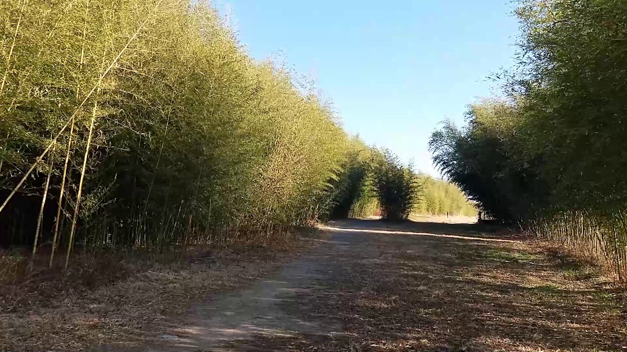 Trekking inside the bamboo forest.