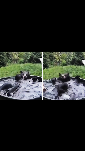 This happy bear is thoroughly enjoying his bath time