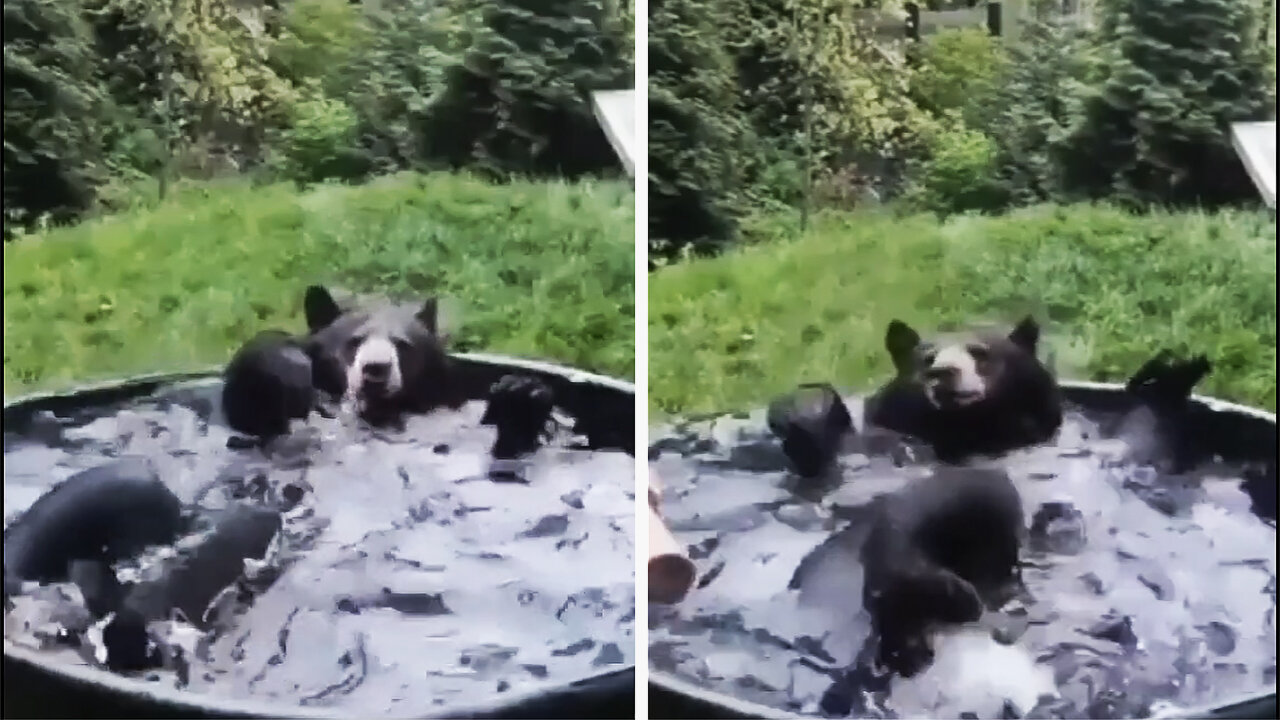 This happy bear is thoroughly enjoying his bath time