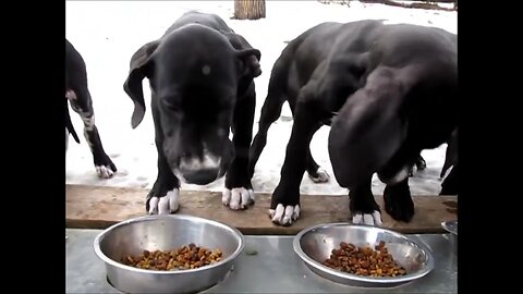 Chuppies&apos; dinnertime on Puppy Hill