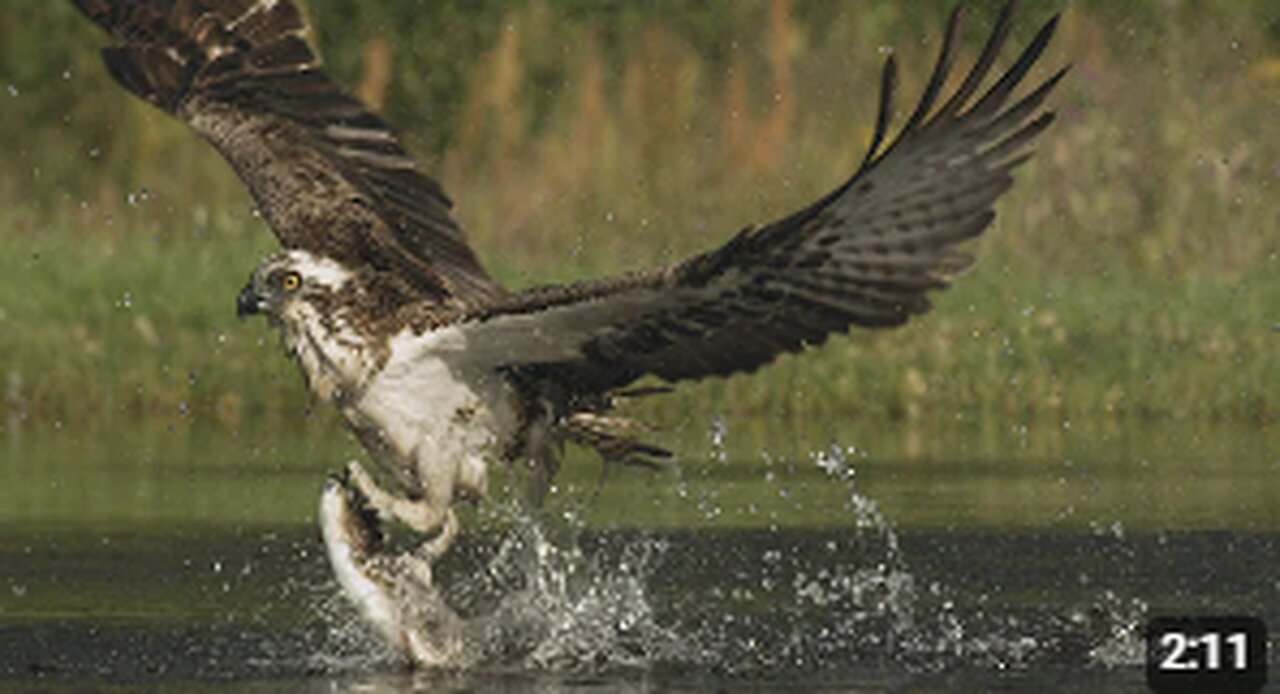 An osprey fishing in spectacular super slow motion