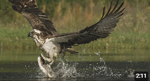 An osprey fishing in spectacular super slow motion