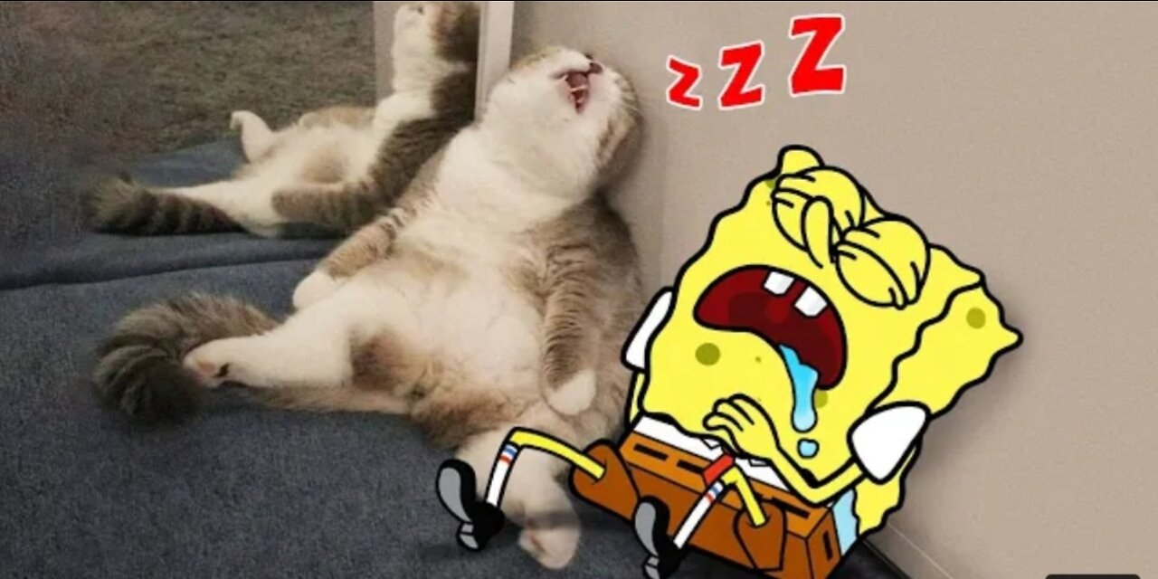 Funny Cats Sleeping vs Spongebob 😾🐶 Spongebob in Real Life ! Funniest Cats And Dogs Videos 5,5 k