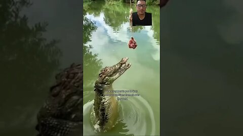 Crocodillians have crazy power