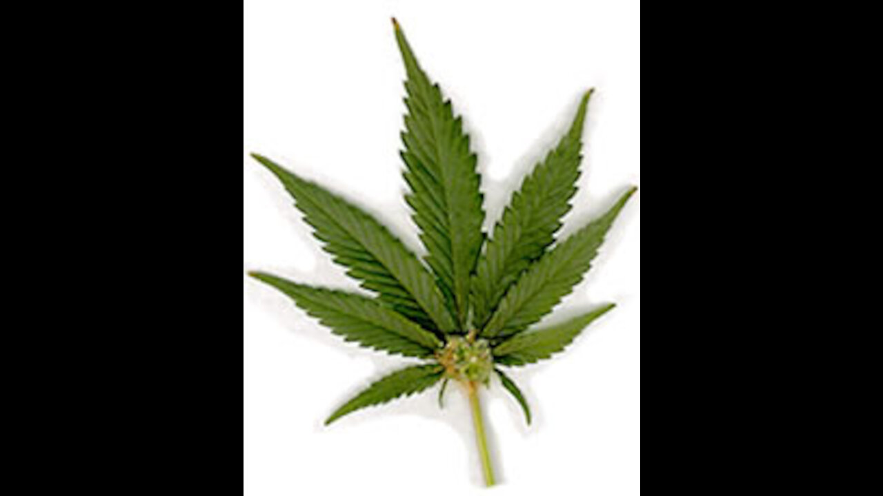 Marijuana requires all that you have.