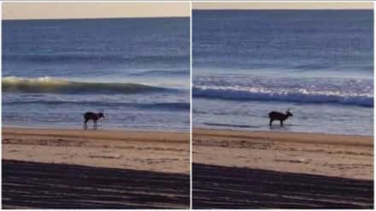 Hjort slapper av på stranden