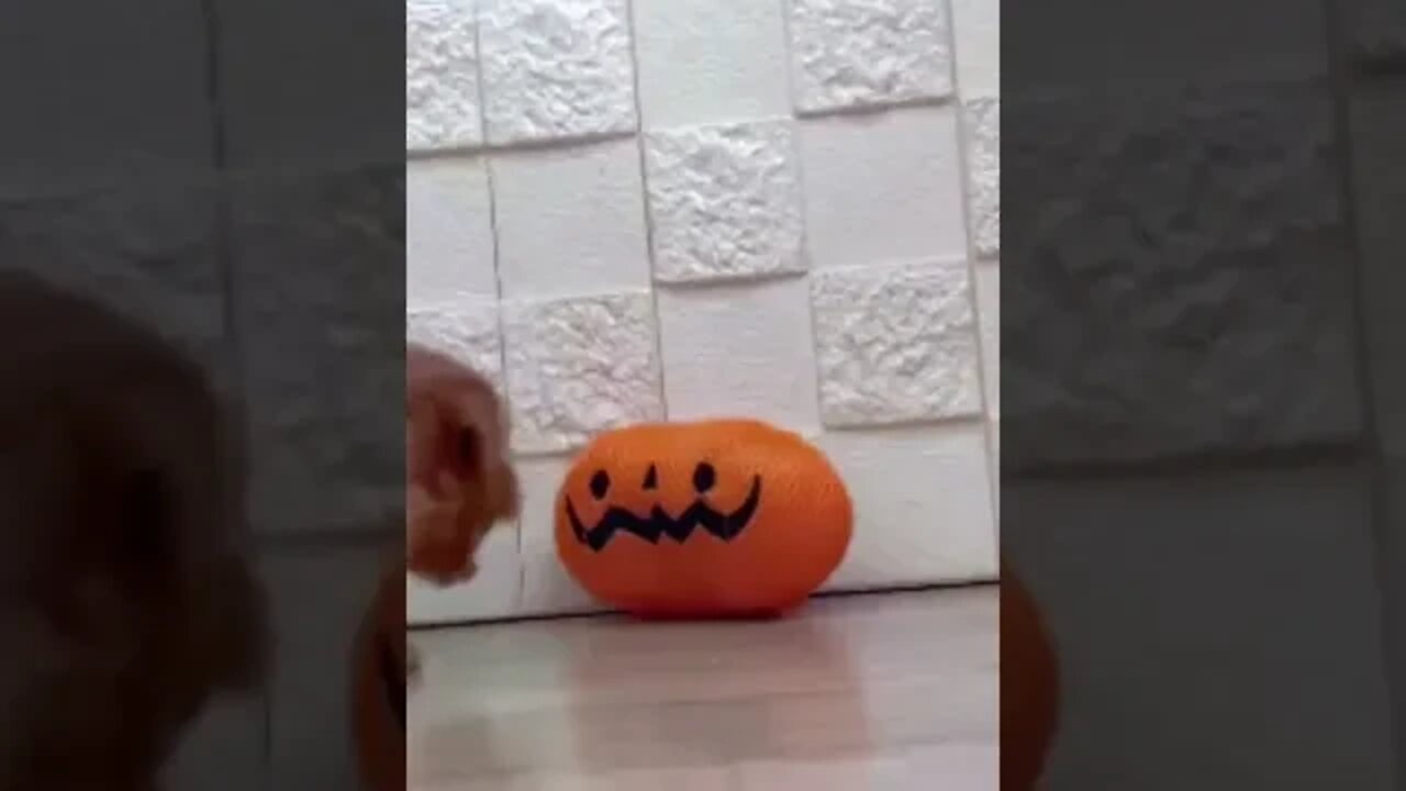 Funniest Cat and Dog Videos Compilation