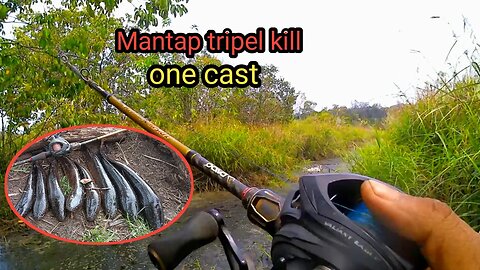 Gila!!! Satu kanal sampai tiga kali one cast, casting ikan gabus