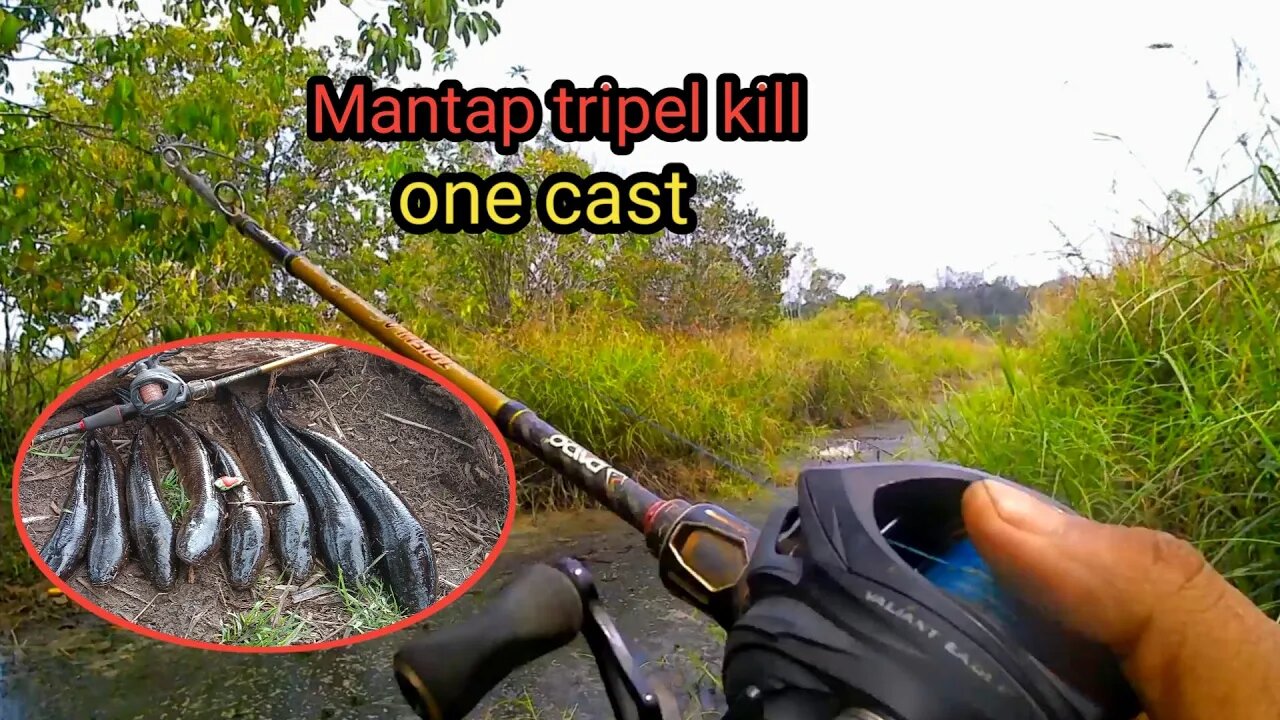 Gila!!! Satu kanal sampai tiga kali one cast, casting ikan gabus