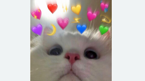 Pawsitively Adorable: Cute Cats Compilation #1