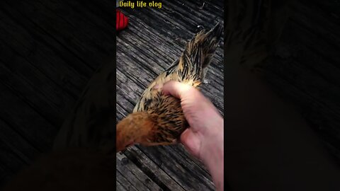 two beautiful chicks