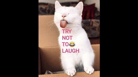 FUNNIEST CATS and DOGS VIDEO CLIPS #7