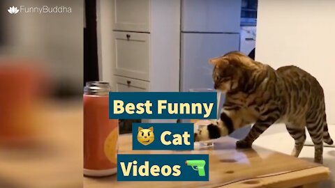 Best Funny 😼 Cat Videos 🔫