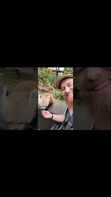Feeding a Red Panda in the UK!