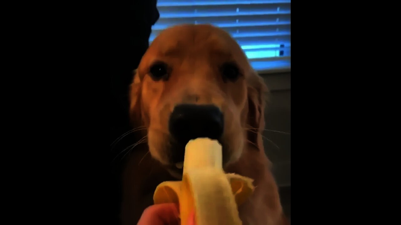 Banana 🍌 is so tasty Mommy 😋 | #Shorts #Animals #Dog