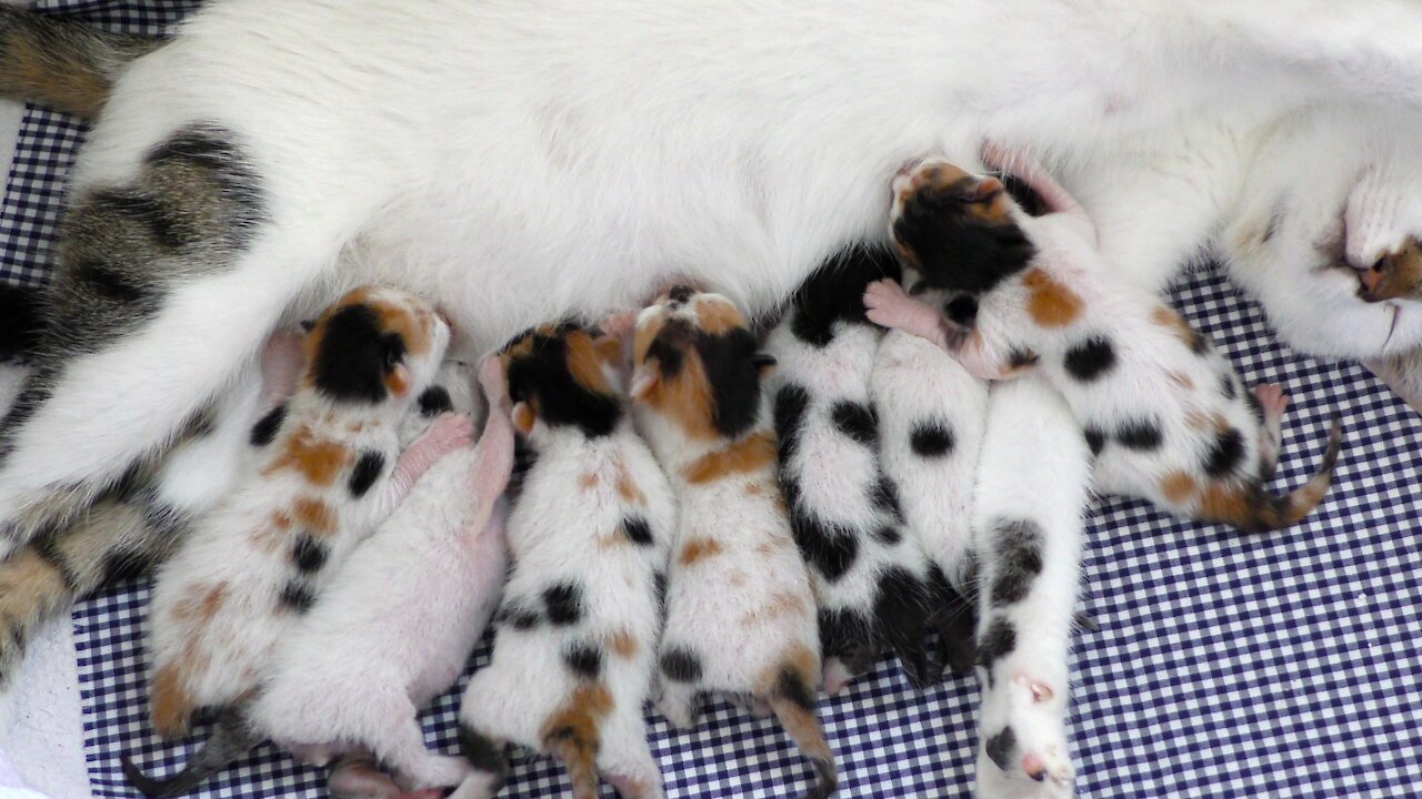 Mama Cat Feeding Her Newborn Baby Kittens