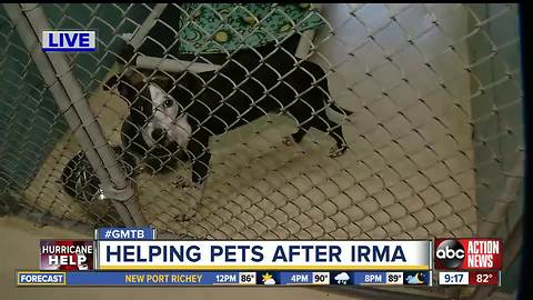 Strays after Hurricane Irma need homes