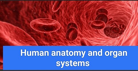 Human anatomy and organ systems